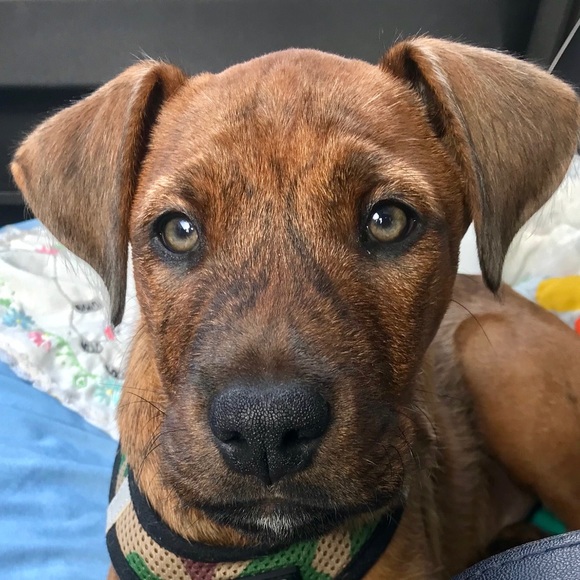 Meet your Posher, Suzanne - Picture 1 of 1